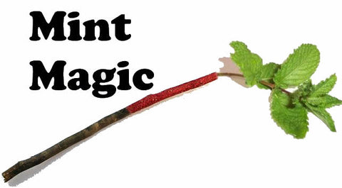 Mint Magic - INS Chiller Series